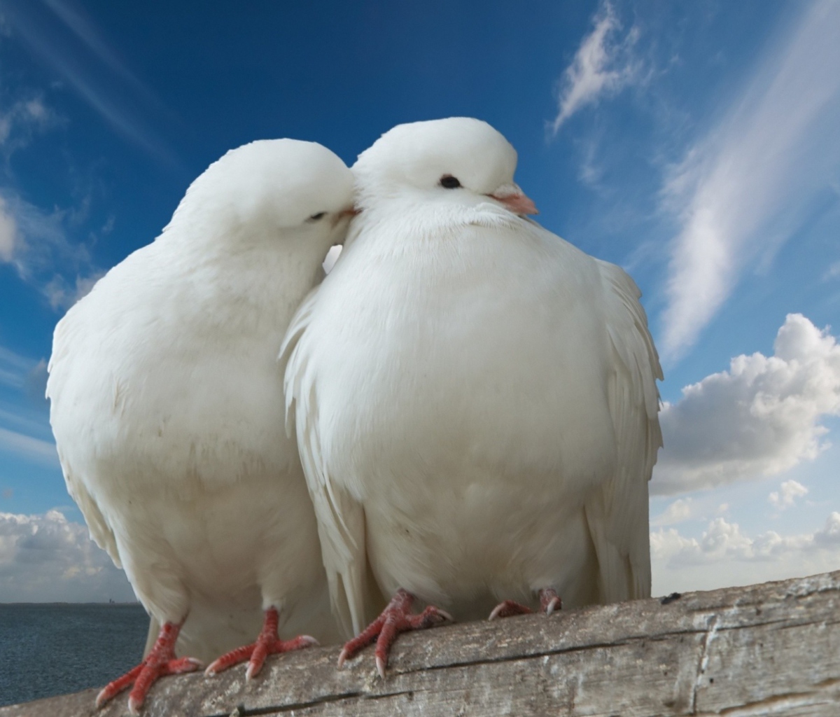 Sfondi Two White Pigeons 1200x1024