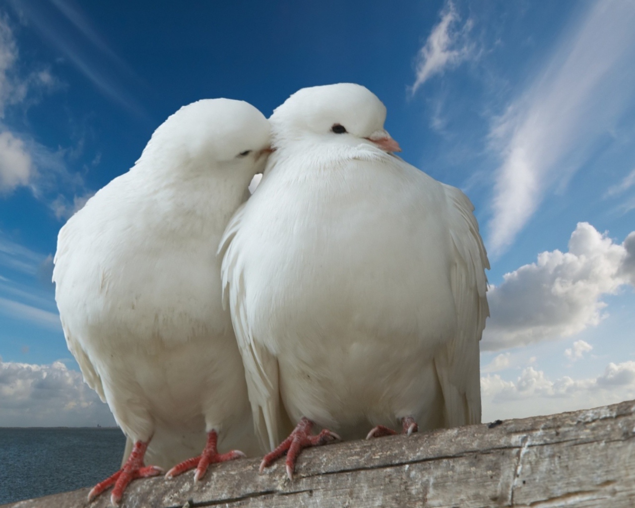 Обои Two White Pigeons 1280x1024