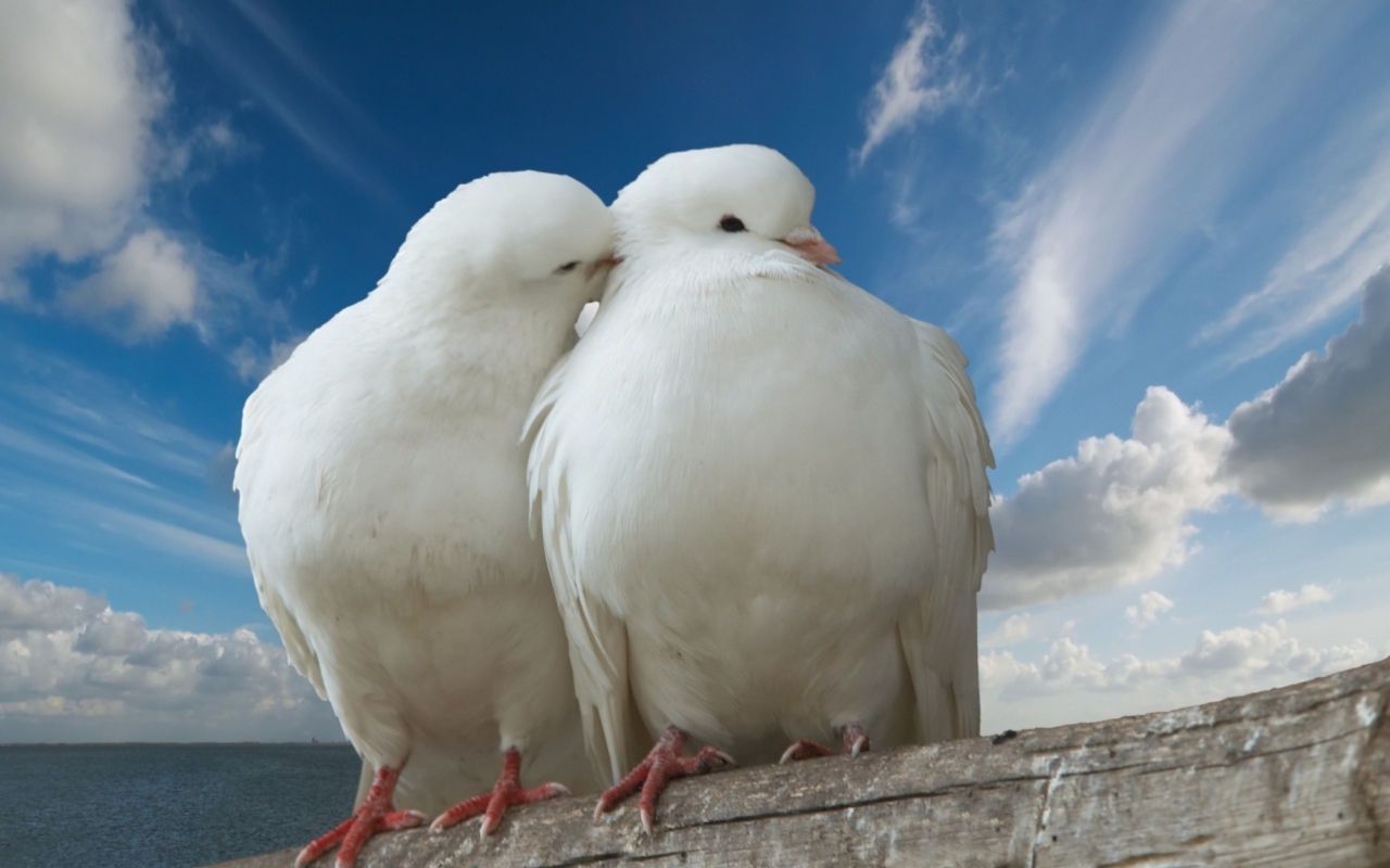 Sfondi Two White Pigeons 1280x800