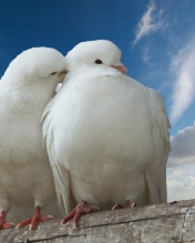 Обои Two White Pigeons 176x220