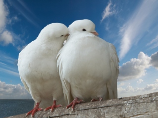 Das Two White Pigeons Wallpaper 320x240