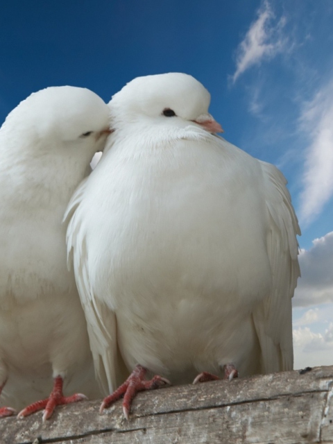 Обои Two White Pigeons 480x640