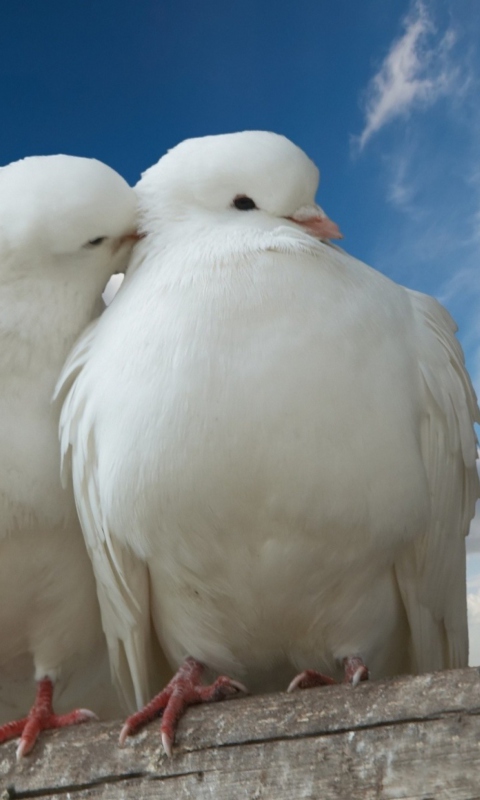Two White Pigeons wallpaper 480x800