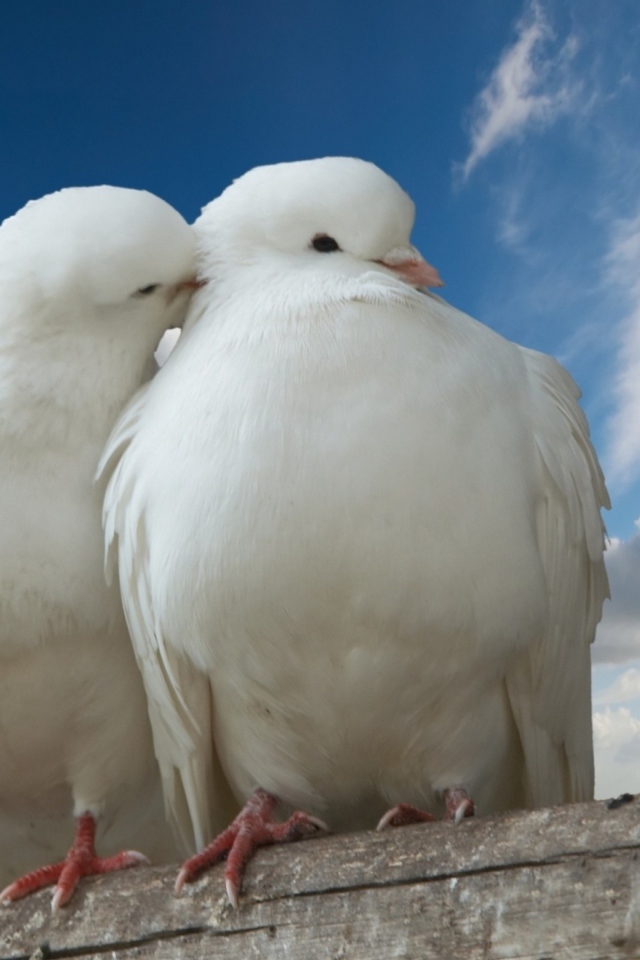 Das Two White Pigeons Wallpaper 640x960