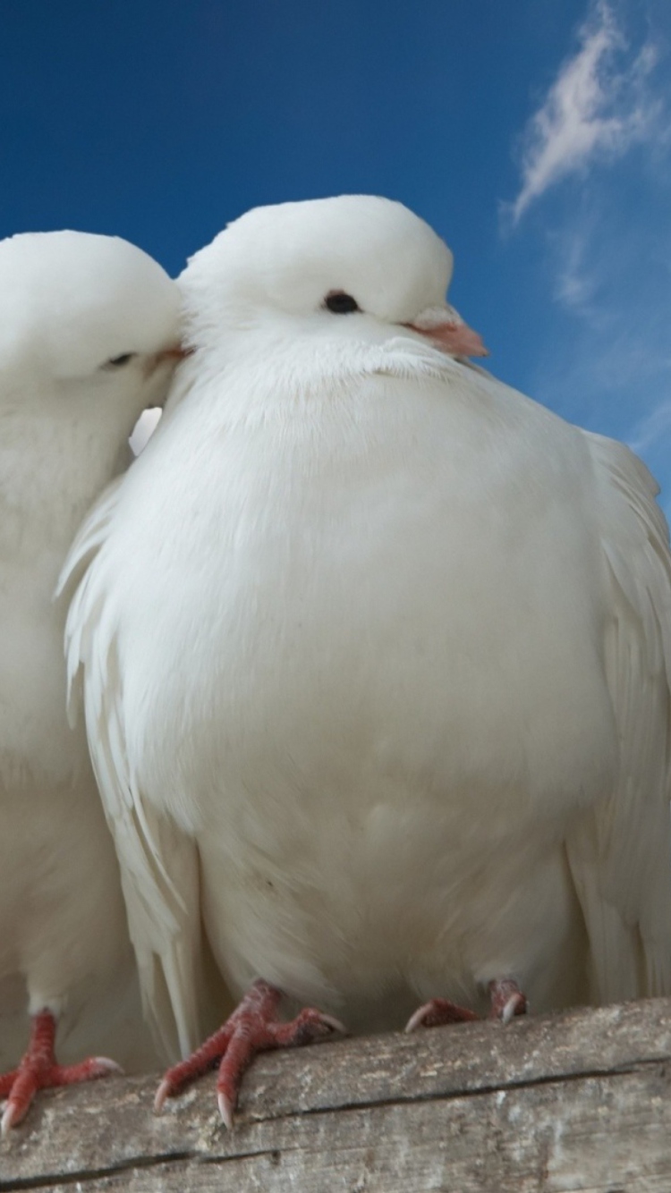 Two White Pigeons wallpaper 750x1334