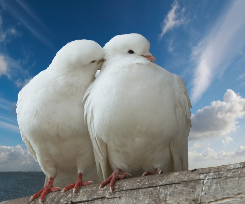 Das Two White Pigeons Wallpaper 960x800