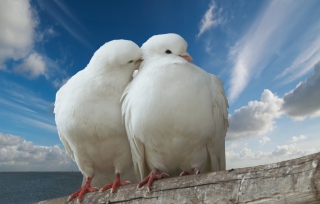 Free Two White Pigeons Picture for Android, iPhone and iPad