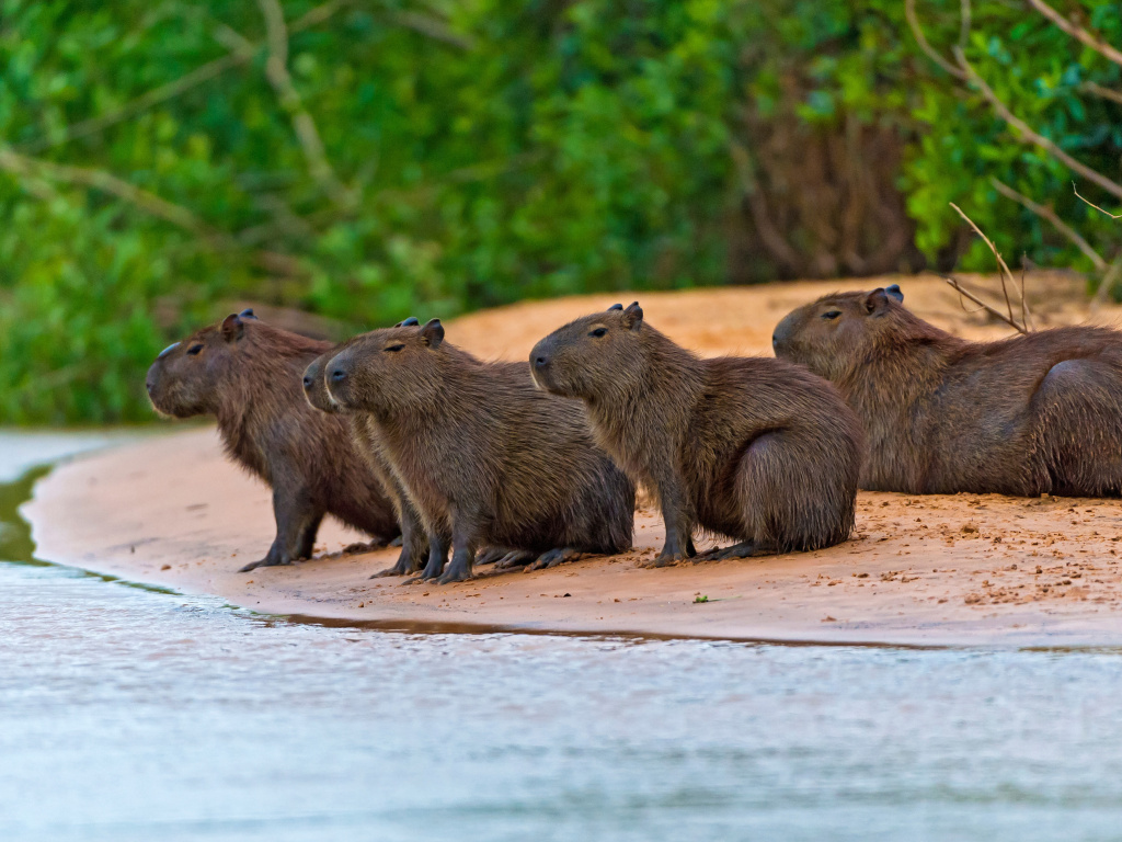 Rodent Capybara screenshot #1 1024x768