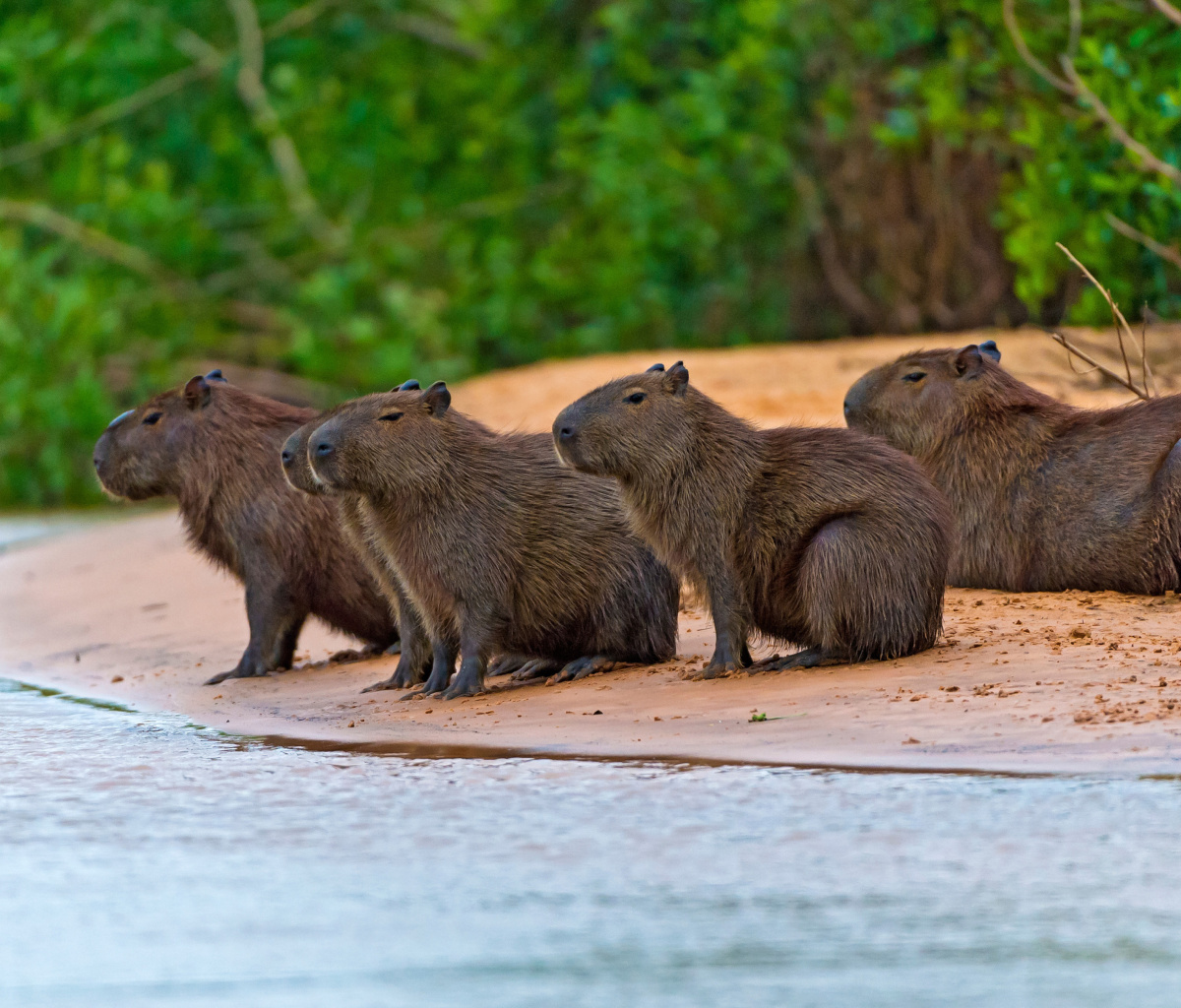 Sfondi Rodent Capybara 1200x1024