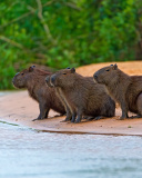 Das Rodent Capybara Wallpaper 128x160