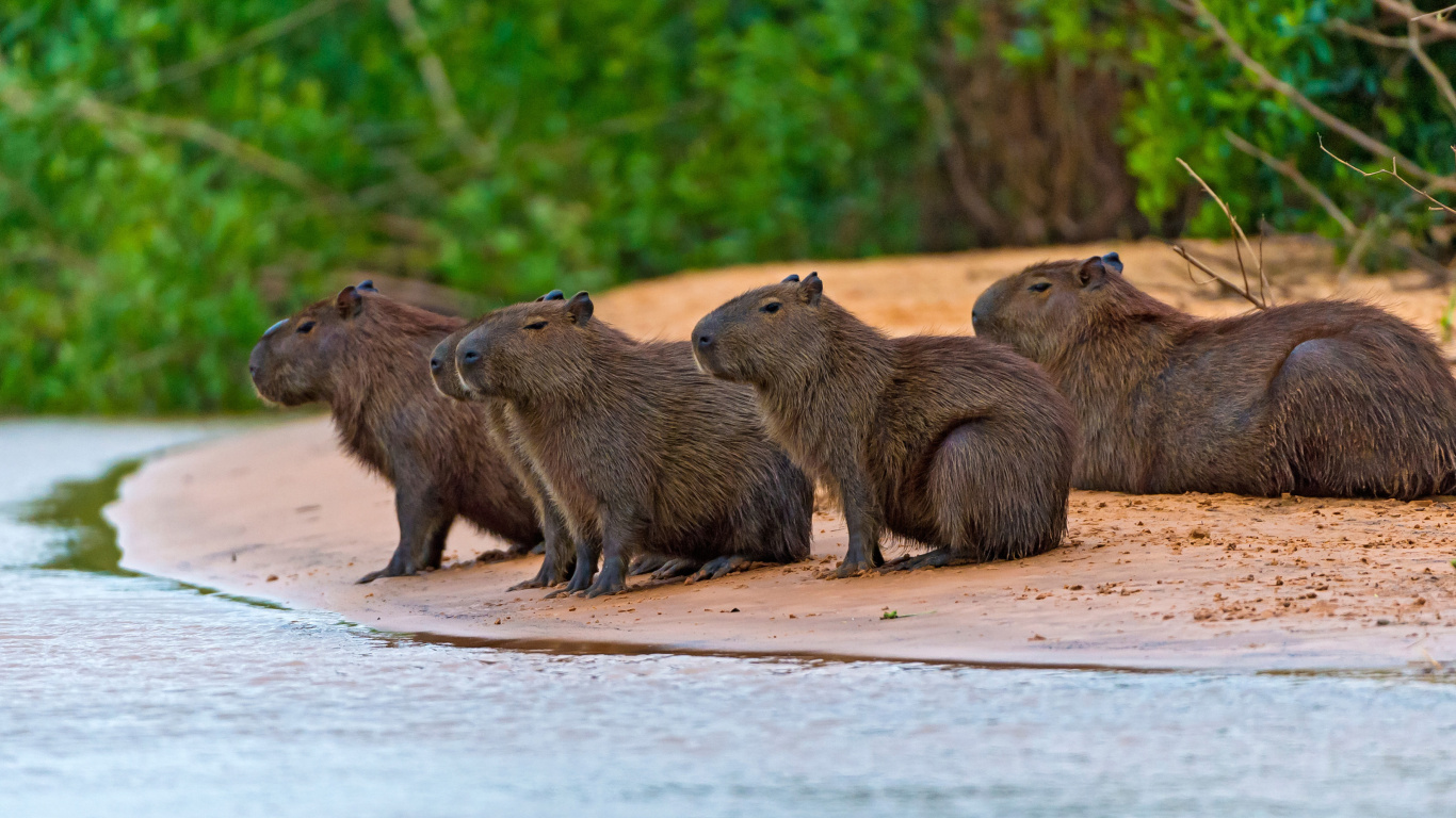 Fondo de pantalla Rodent Capybara 1366x768