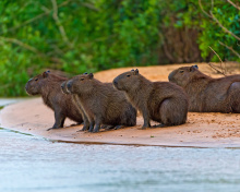 Sfondi Rodent Capybara 220x176