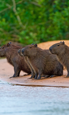 Rodent Capybara wallpaper 240x400