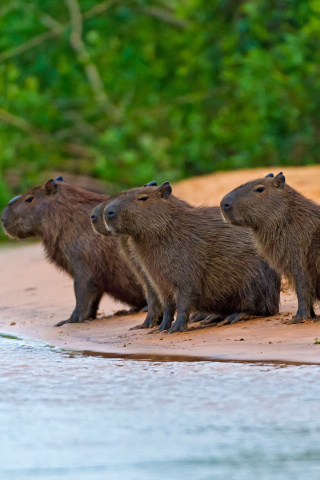 Rodent Capybara wallpaper 320x480