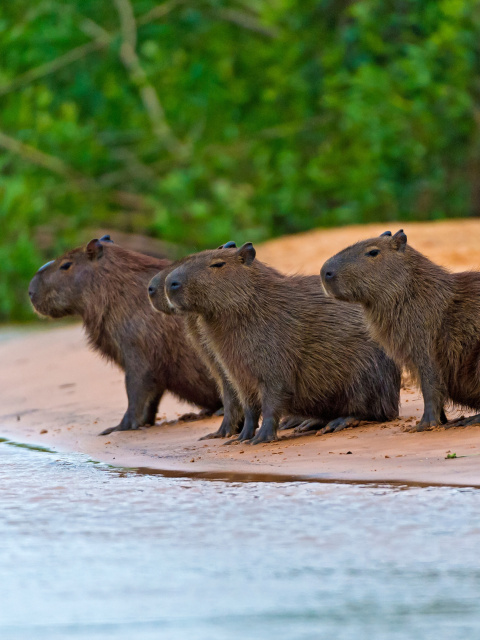 Rodent Capybara wallpaper 480x640