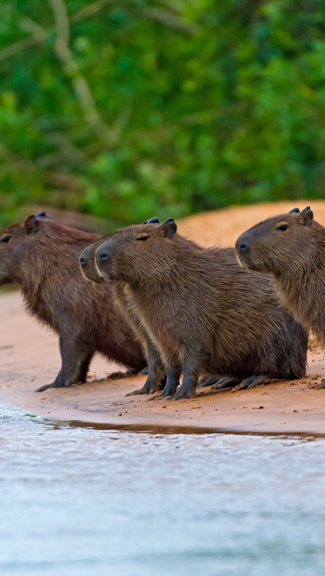 Rodent Capybara wallpaper 640x1136
