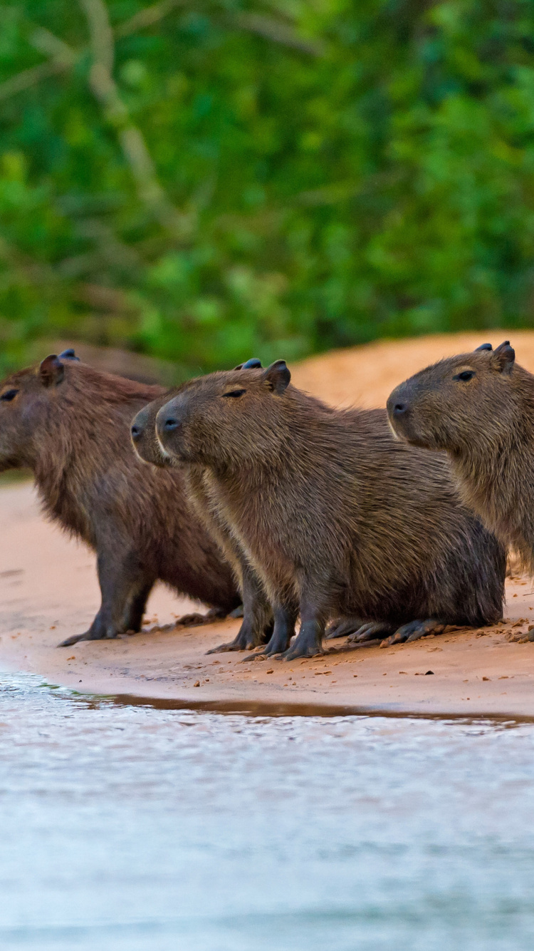Rodent Capybara wallpaper 750x1334