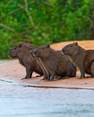 Kostenloses Rodent Capybara Wallpaper für 240x320