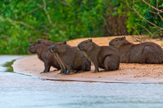 Rodent Capybara sfondi gratuiti per Samsung Galaxy Note 4