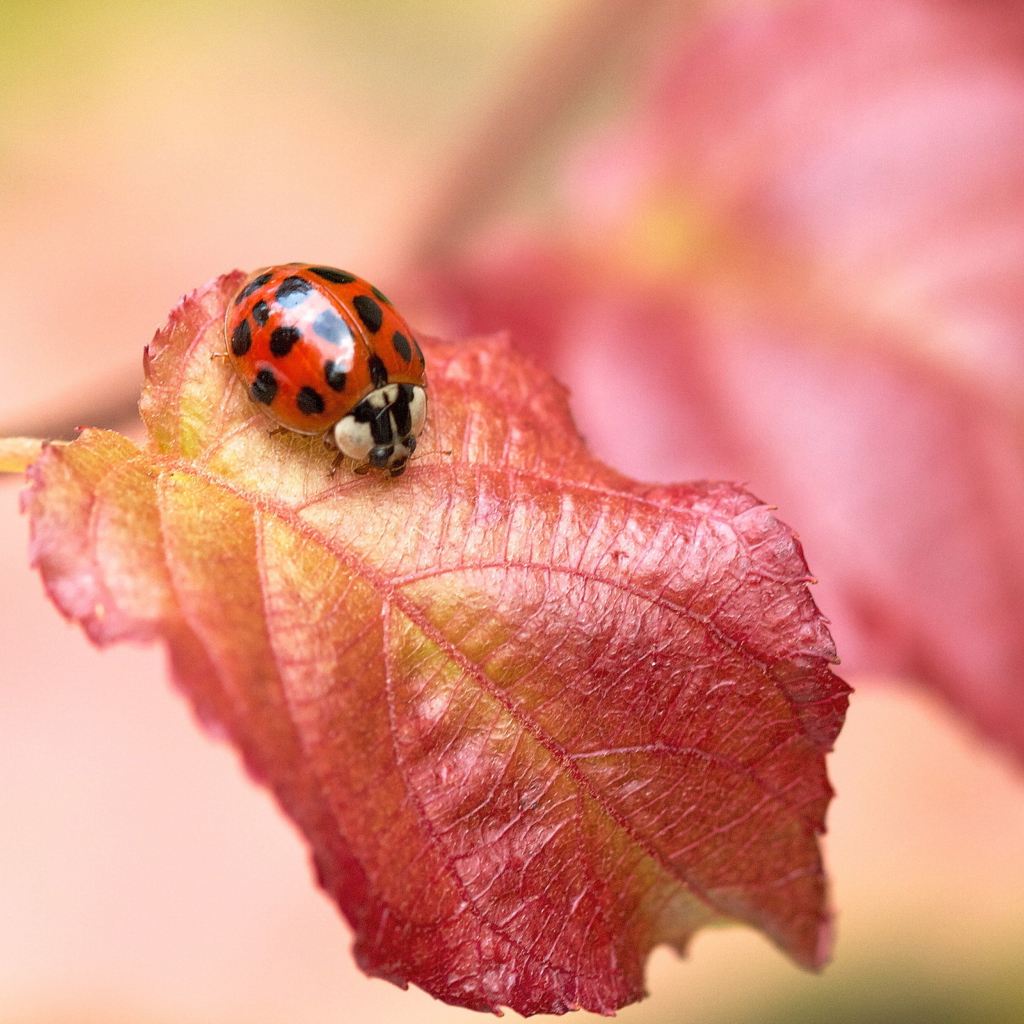 Sfondi Ladybug On Red Leaf 1024x1024