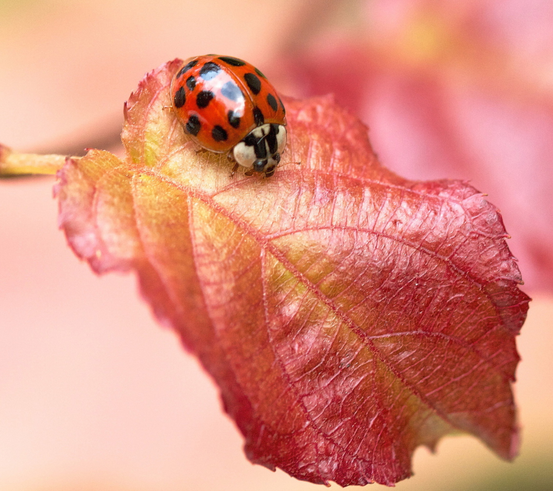 Обои Ladybug On Red Leaf 1080x960