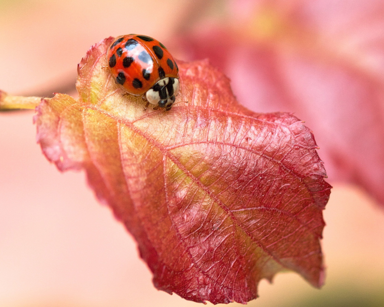 Das Ladybug On Red Leaf Wallpaper 1280x1024