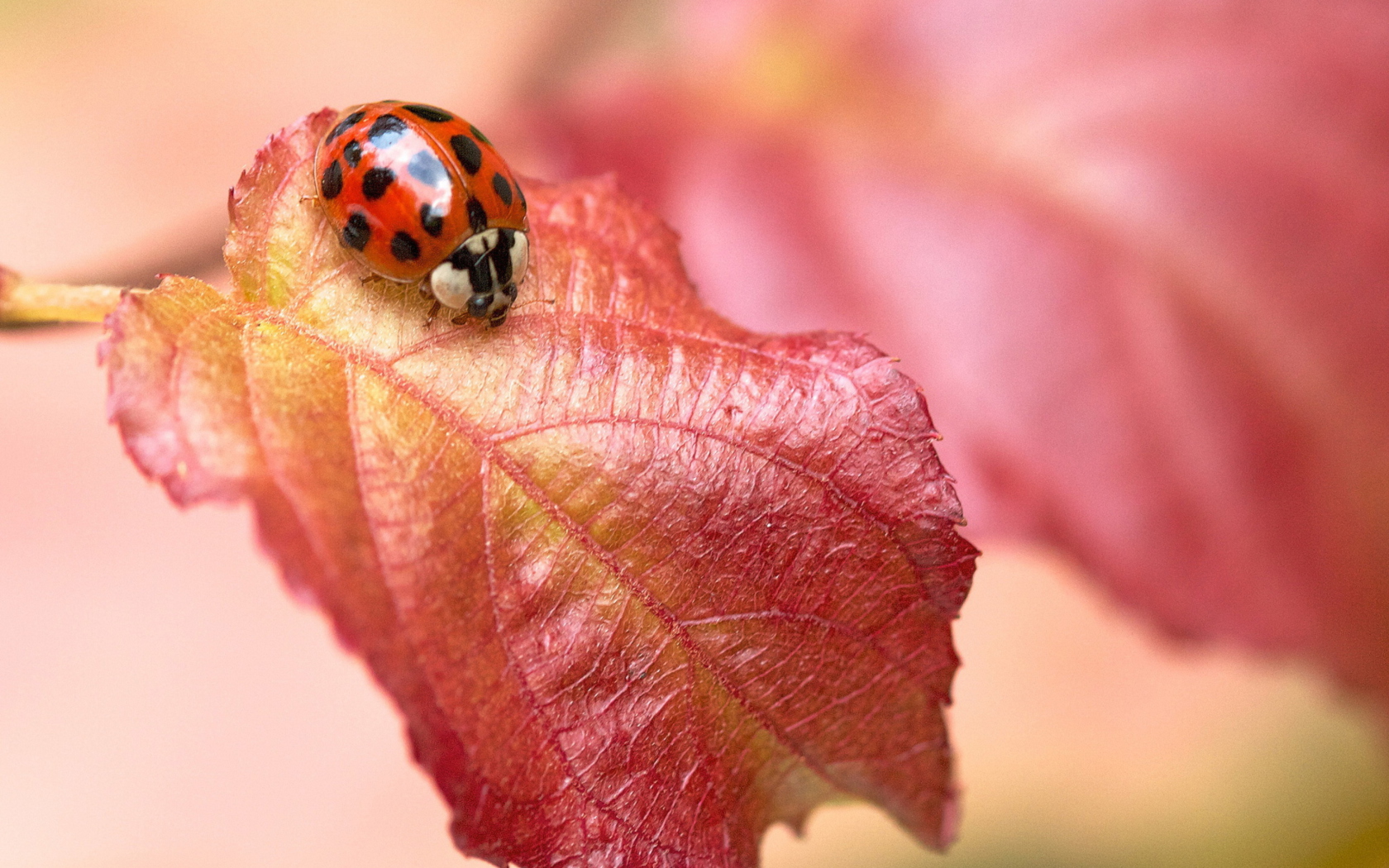 Ladybug On Red Leaf screenshot #1 1680x1050