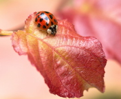 Screenshot №1 pro téma Ladybug On Red Leaf 176x144
