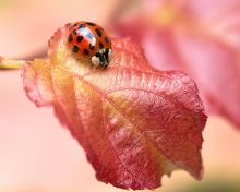 Обои Ladybug On Red Leaf 220x176