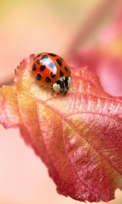 Fondo de pantalla Ladybug On Red Leaf 240x400