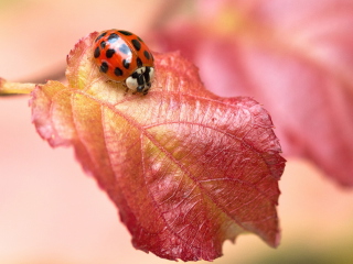 Fondo de pantalla Ladybug On Red Leaf 320x240