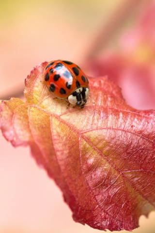 Обои Ladybug On Red Leaf 320x480