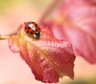 Ladybug On Red Leaf sfondi gratuiti per 1024x1024