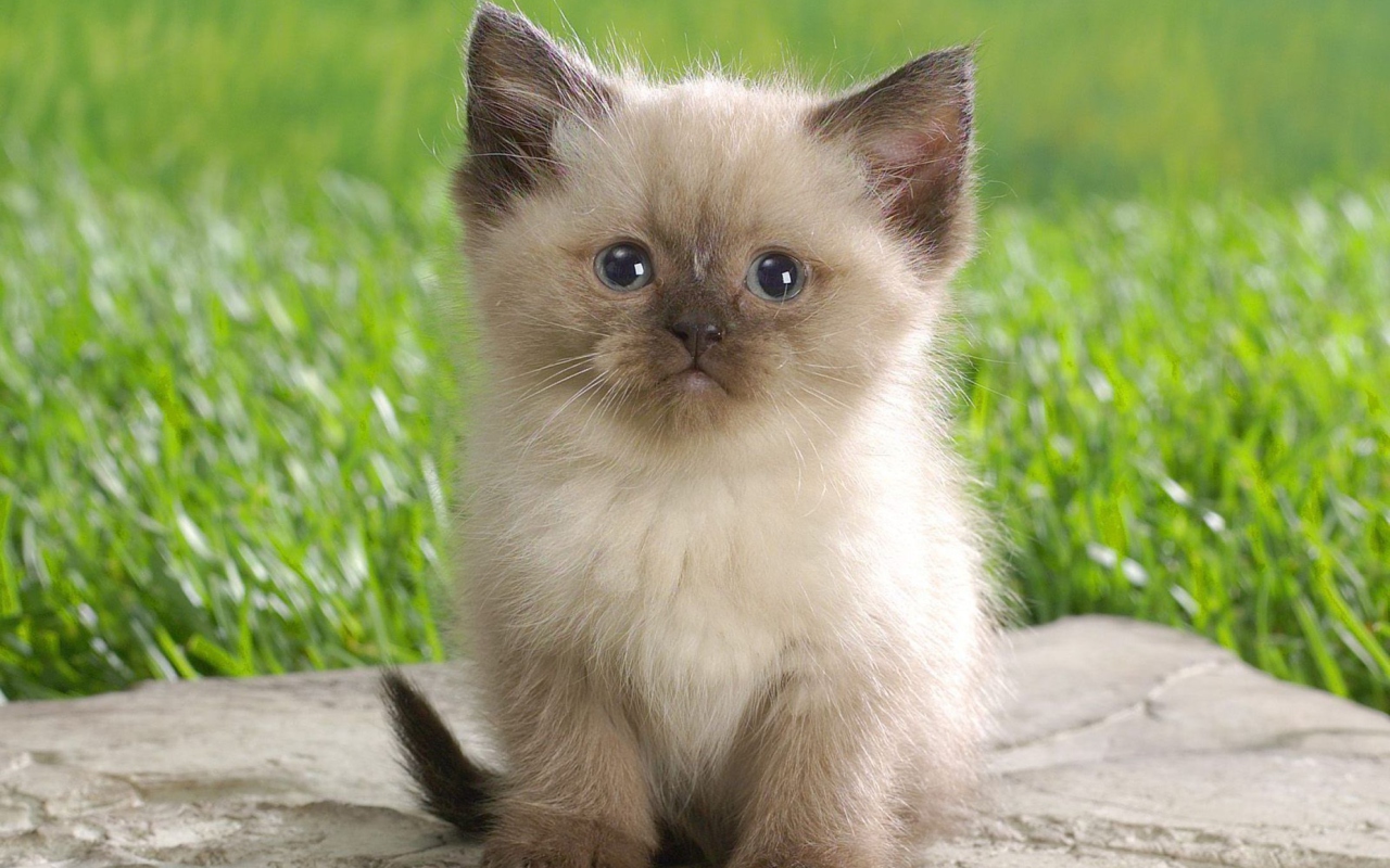 Обои Himalayan Kitten 1280x800