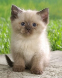 Screenshot №1 pro téma Himalayan Kitten 128x160