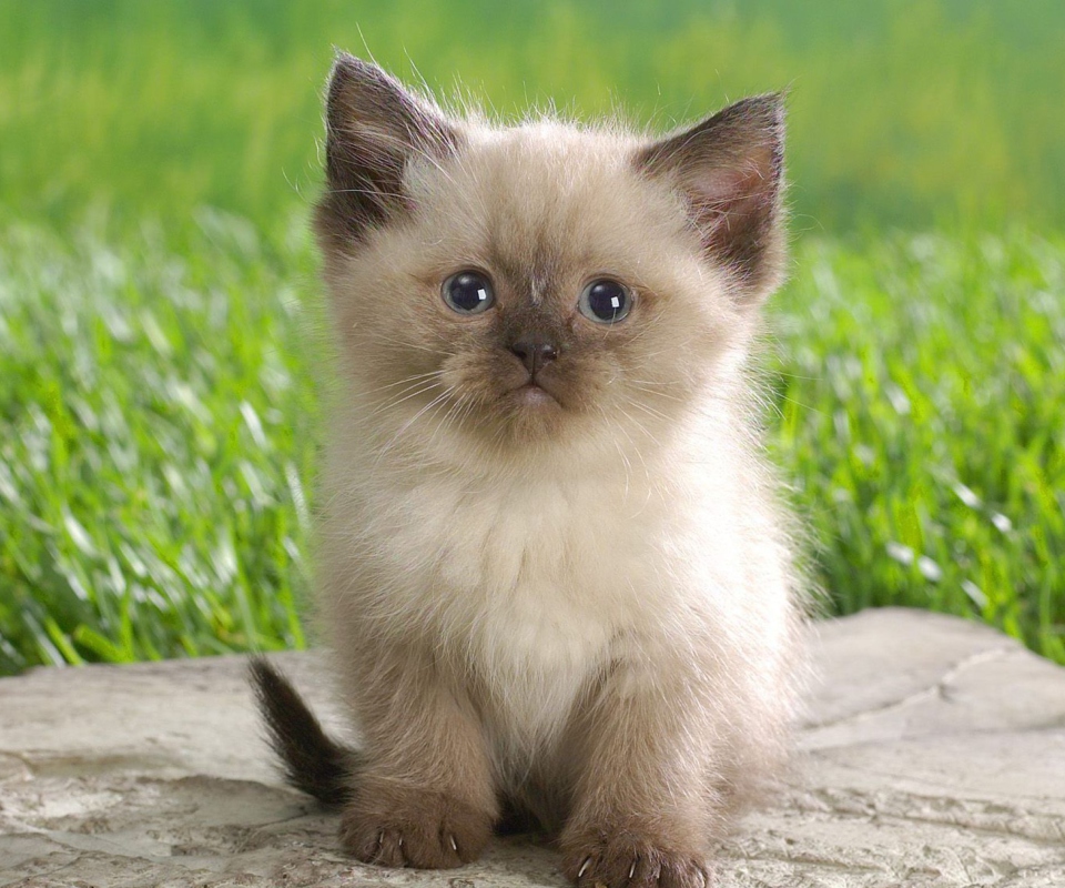 Himalayan Kitten wallpaper 960x800