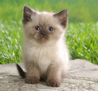 Himalayan Kitten Picture for iPad mini 2