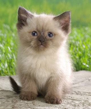 Himalayan Kitten - Obrázkek zdarma pro 768x1280