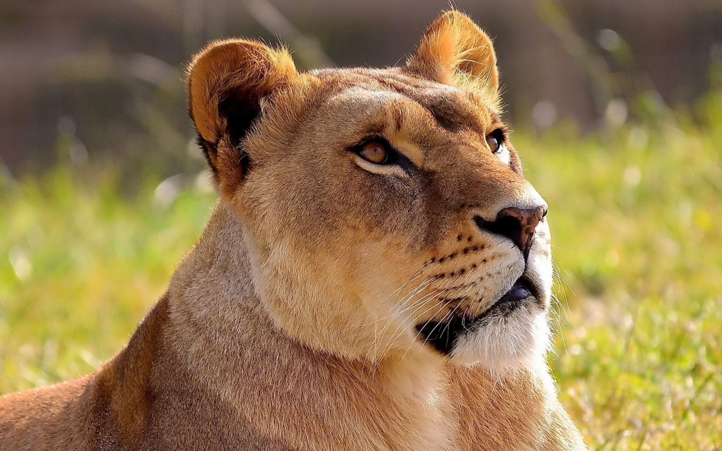 Fondo de pantalla Lioness 1440x900
