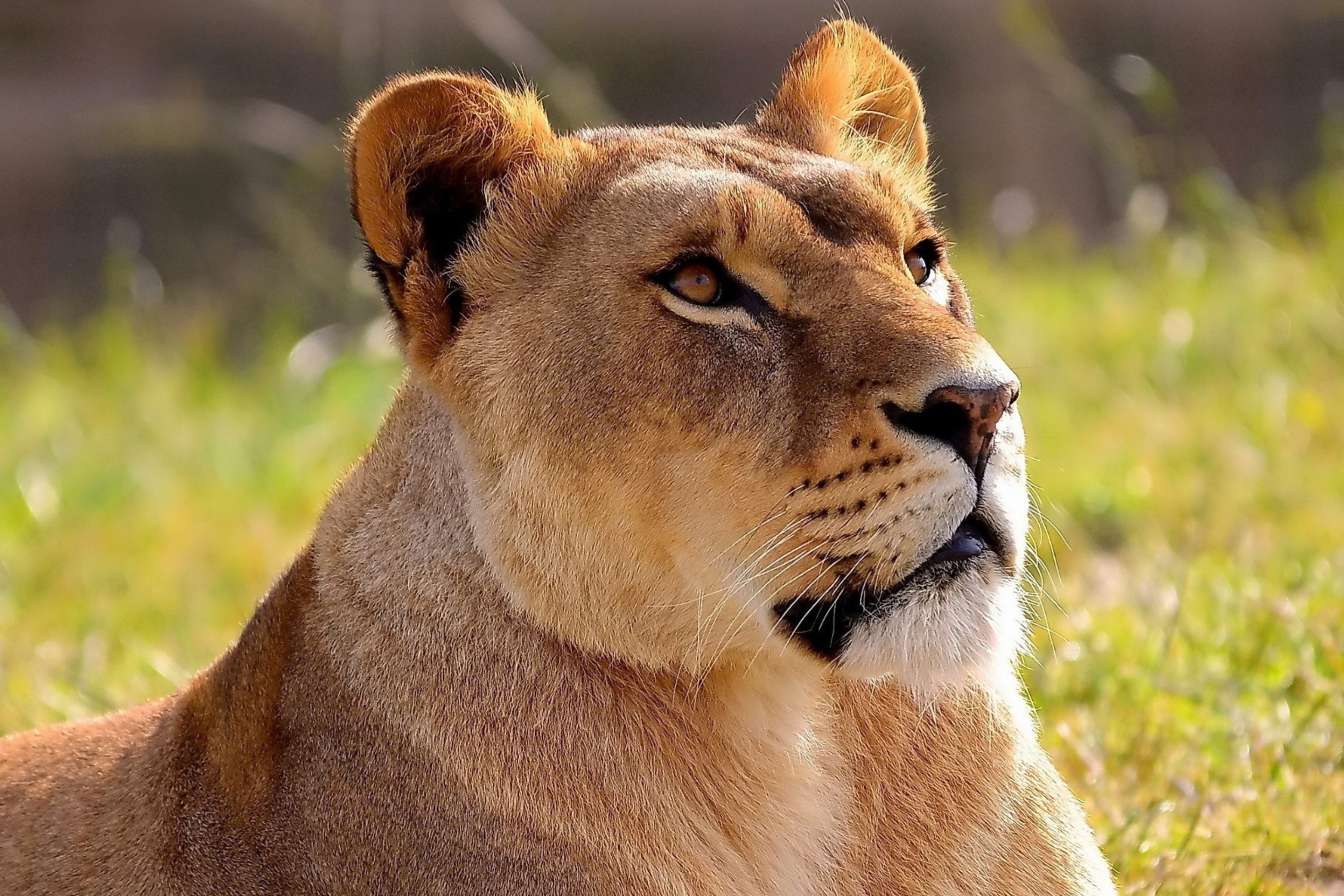 Lioness wallpaper 2880x1920