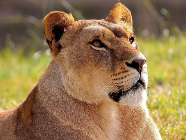 Lioness screenshot #1 640x480