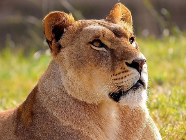 Fondo de pantalla Lioness 640x480