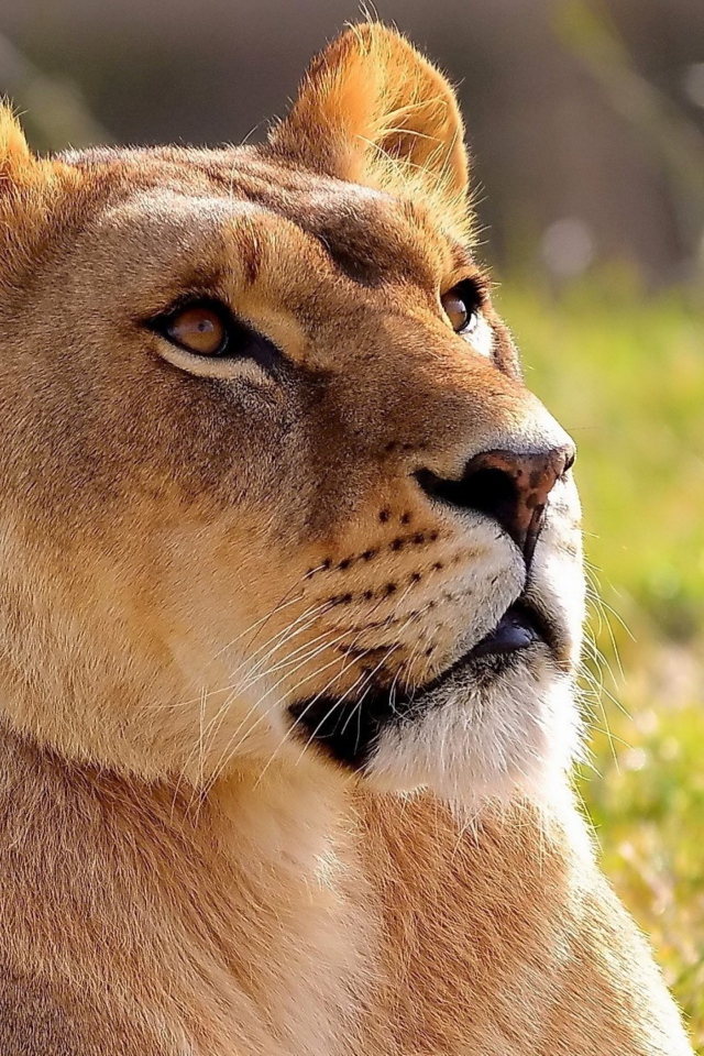 Lioness screenshot #1 640x960