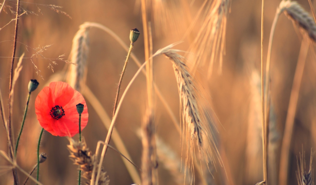 Red Poppy And Wheat screenshot #1 1024x600