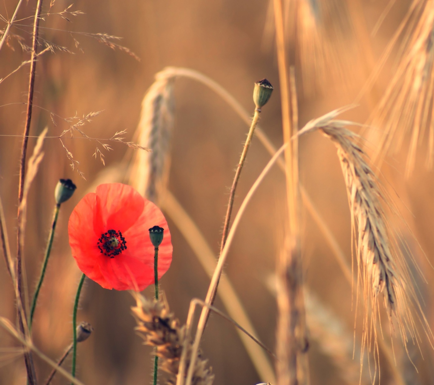 Sfondi Red Poppy And Wheat 1440x1280