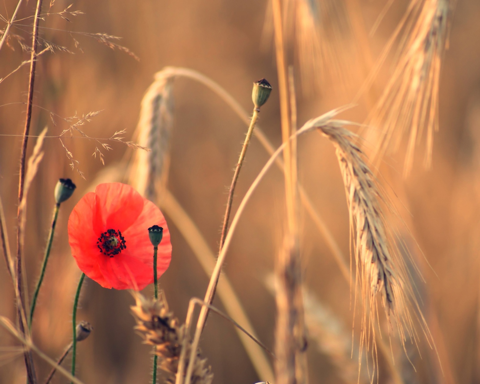 Red Poppy And Wheat wallpaper 1600x1280