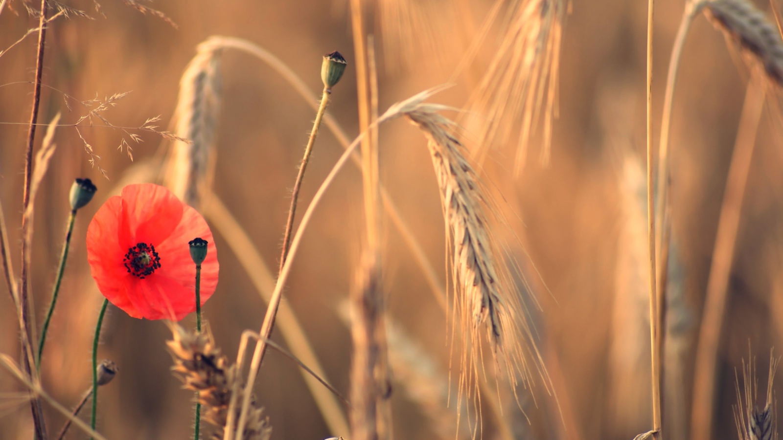 Fondo de pantalla Red Poppy And Wheat 1600x900