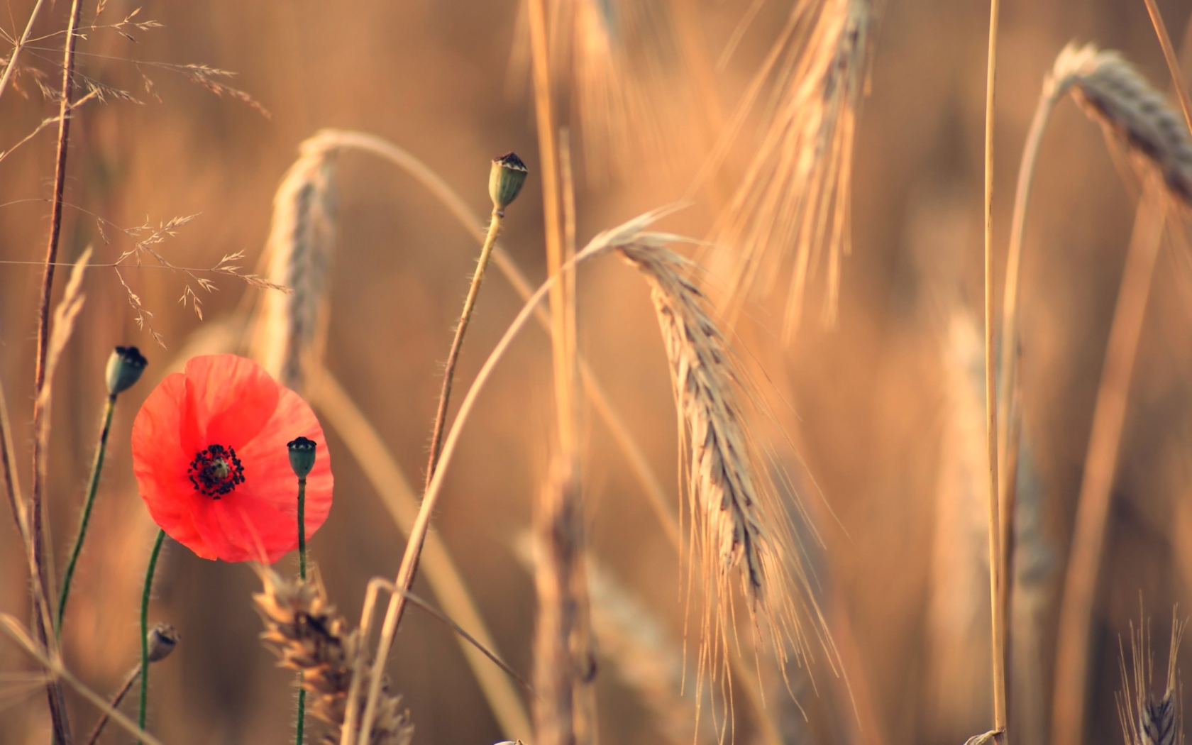 Screenshot №1 pro téma Red Poppy And Wheat 1680x1050