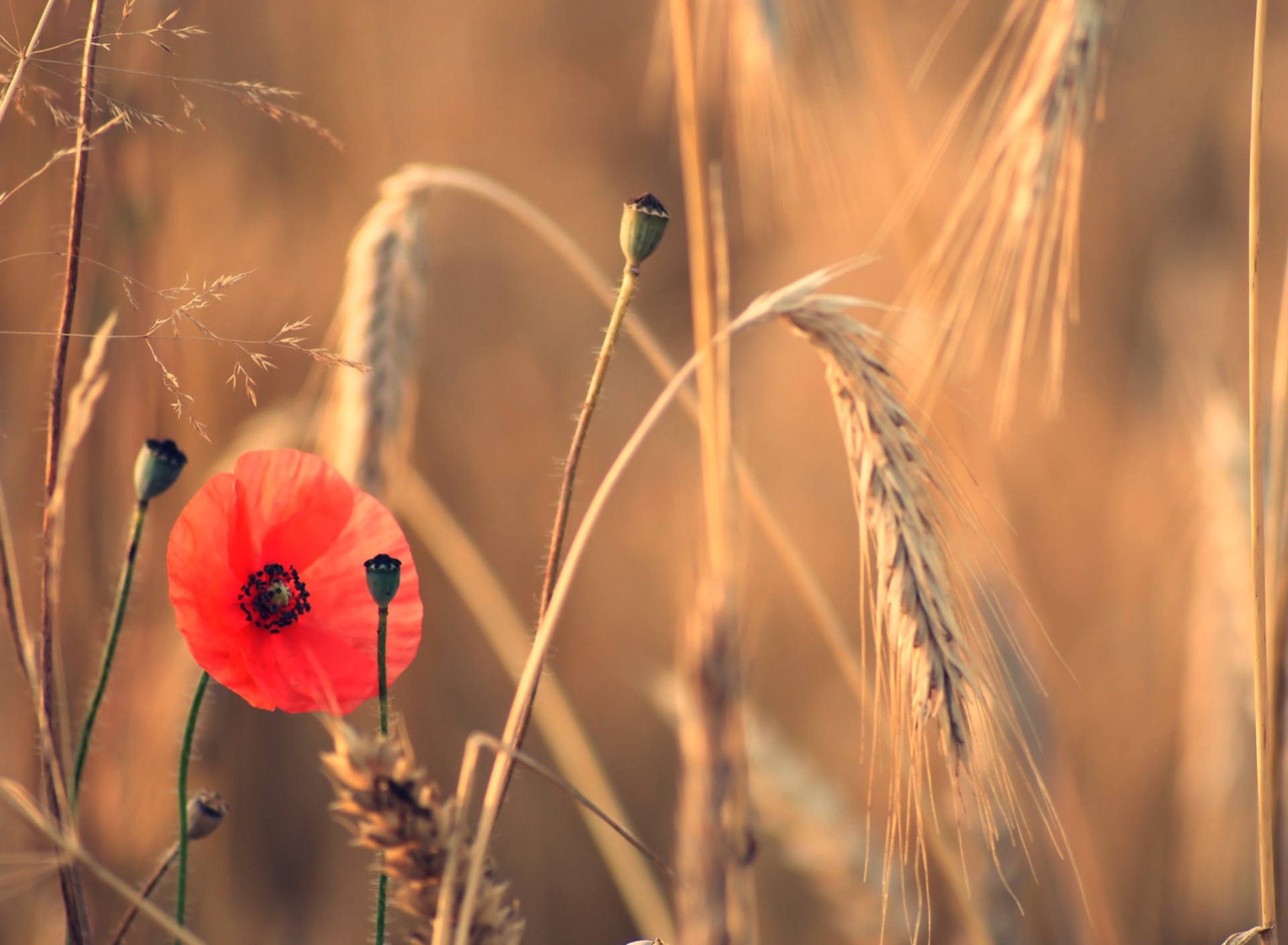 Sfondi Red Poppy And Wheat 1920x1408