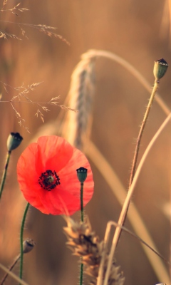 Das Red Poppy And Wheat Wallpaper 240x400